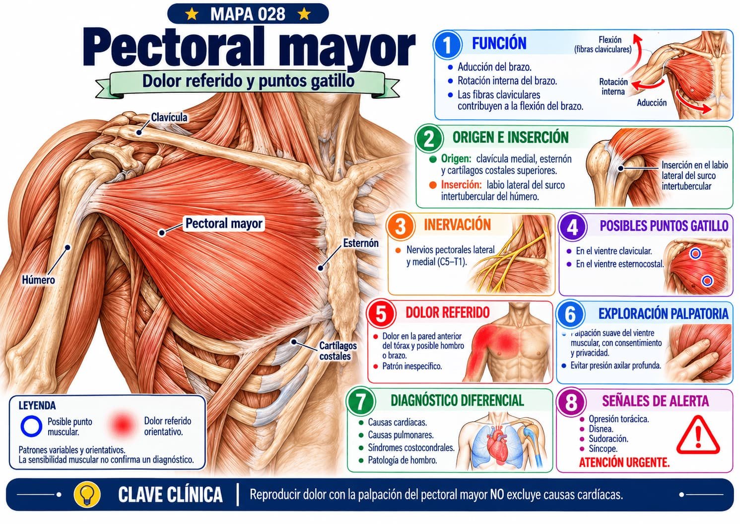 Mapa clínico do peitoral maior