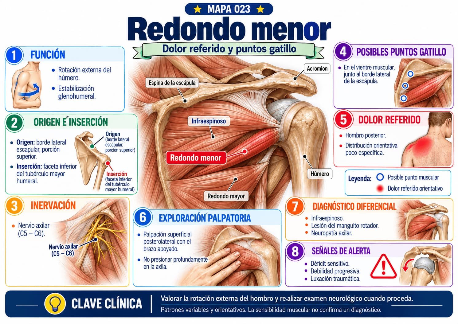 Redondo menor - dor referida